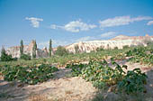 Cappadocia, the Rose valley